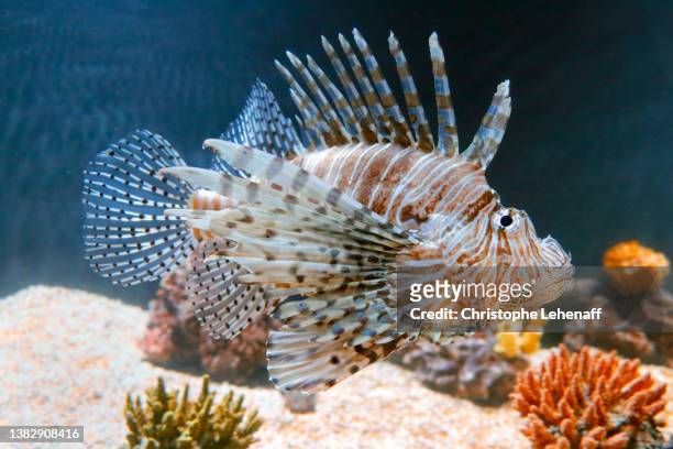 view of a pez leon colorado - pez tropical - fotografias e filmes do acervo