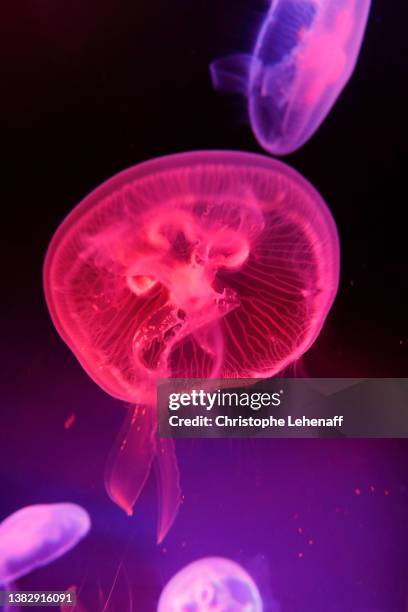 view of moon jellyfishes - medusa común fotografías e imágenes de stock