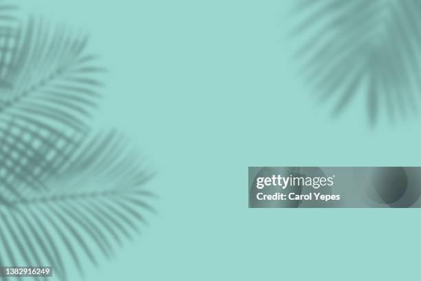 shadows of tropical leaves in blue background - palm foto e immagini stock