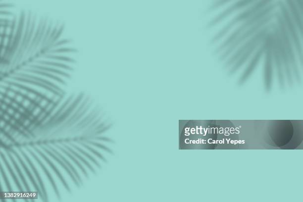 shadows of tropical leaves in blue background - color day productions stockfoto's en -beelden