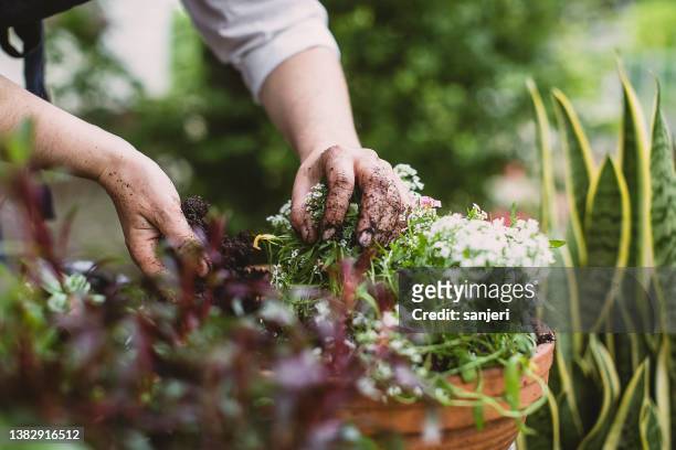 donna che fa giardinaggio nel cortile sul retro - landscape gardener foto e immagini stock