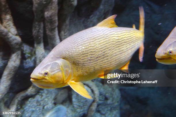 view of a dorado fish - lampuga foto e immagini stock