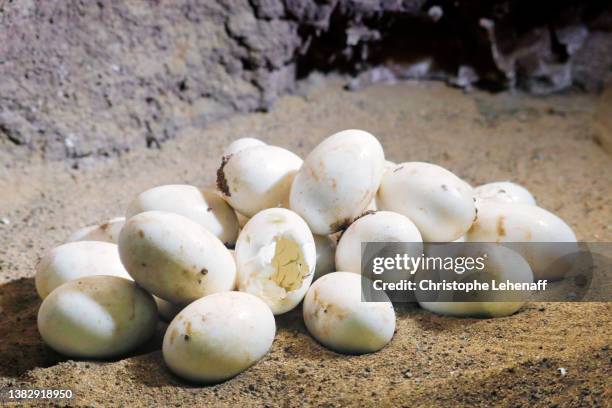 crocodile eggs - crocodile egg stock pictures, royalty-free photos & images