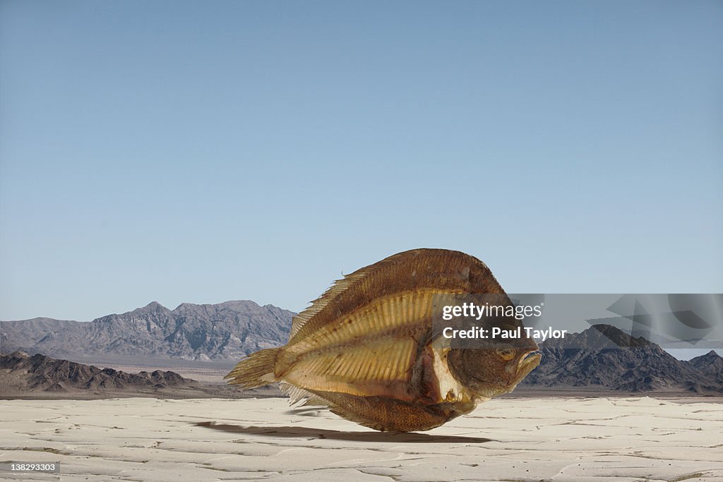 Dried Fish in Desert