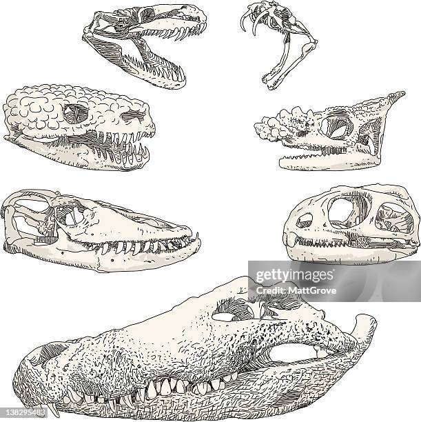 reptile skulls - iguana 幅插畫檔、美工圖案、卡通及圖標