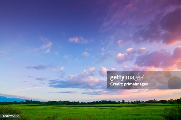 verde arroz fild con el cielo al anochecer - field blue sky fotografías e imágenes de stock