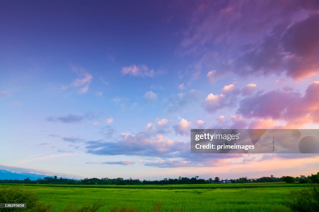 Green rice fild with evening sky