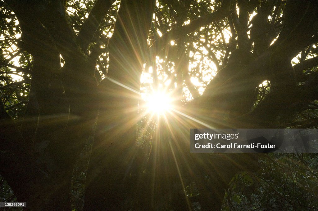 Sun setting through tree