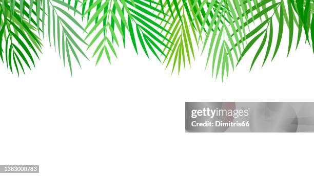 bildbanksillustrationer, clip art samt tecknat material och ikoner med seamless palm leaves banner on white background. - garland