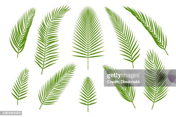 ilustrações de stock, clip art, desenhos animados e ícones de tropical green palm leaves collection - coco