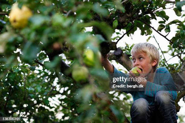boy eating in fruit tree - young fruit tree stock pictures, royalty-free photos & images