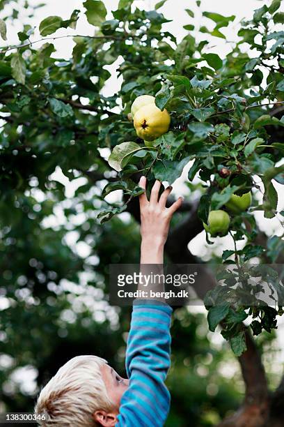 boy picking fruit from tree - green apples stock pictures, royalty-free photos & images