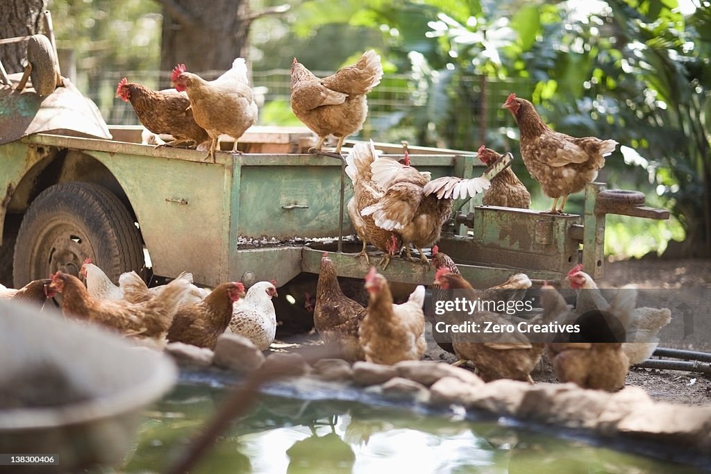 Chickens on truck in barnyard