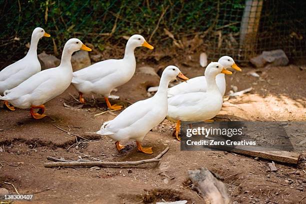 ducks walking on dirt path - duck bird stock pictures, royalty-free photos & images