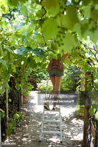 woman picking grapes in vineyard - viewpoint balaton stock pictures, royalty-free photos & images