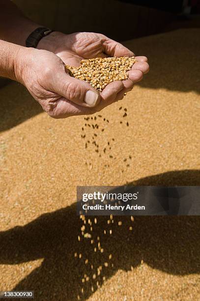 farmer scooping handful of grains - cereal plant stock pictures, royalty-free photos & images