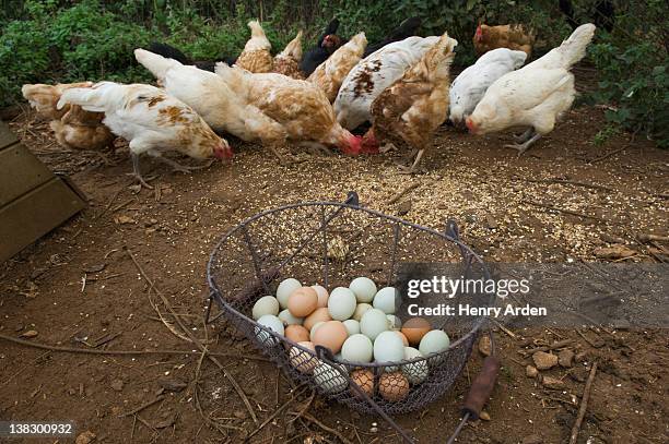 basket of eggs with feeding chickens - つつく ストックフォトと画像