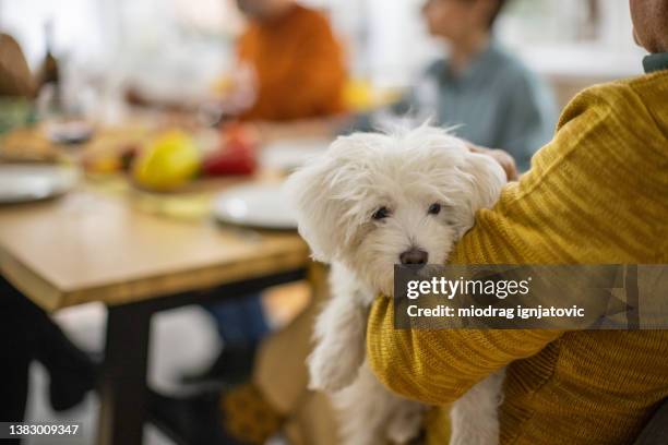 uomo anziano irriconoscibile che tiene il cucciolo di cane maltese durante la riunione con i suoi amici - maltese dog foto e immagini stock