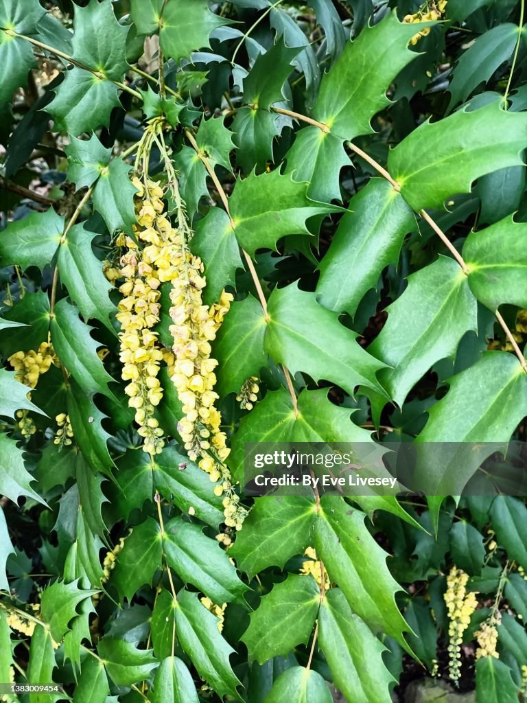 Mahonia Japonica Flowers