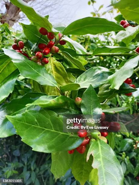 rhamnaceae rhamnus alaternus bush - buckthorn stock pictures, royalty-free photos & images