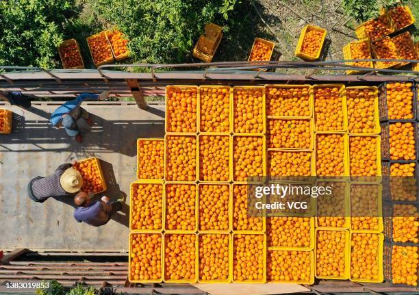 Farmers load crates of tangerines onto a truck in a field on March 8, 2022 in Daoxian County, Yongzhou City, Hunan Province of China.