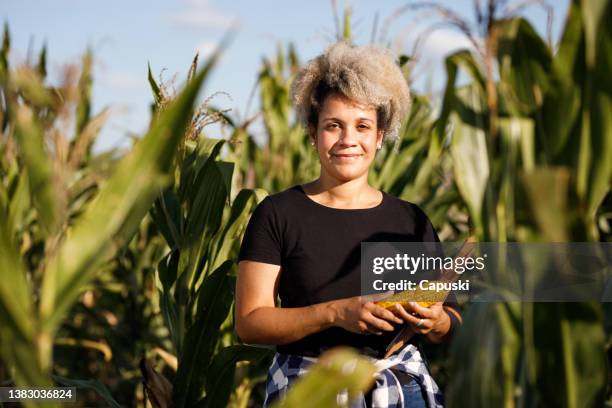 femme dans un champ de maïs tenant un épi - maïs photos et images de collection