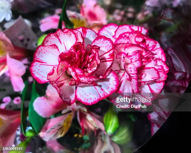 carnation, clove pink, dianthus caryophyllus - flower arrangement carnation ストックフォトと画像