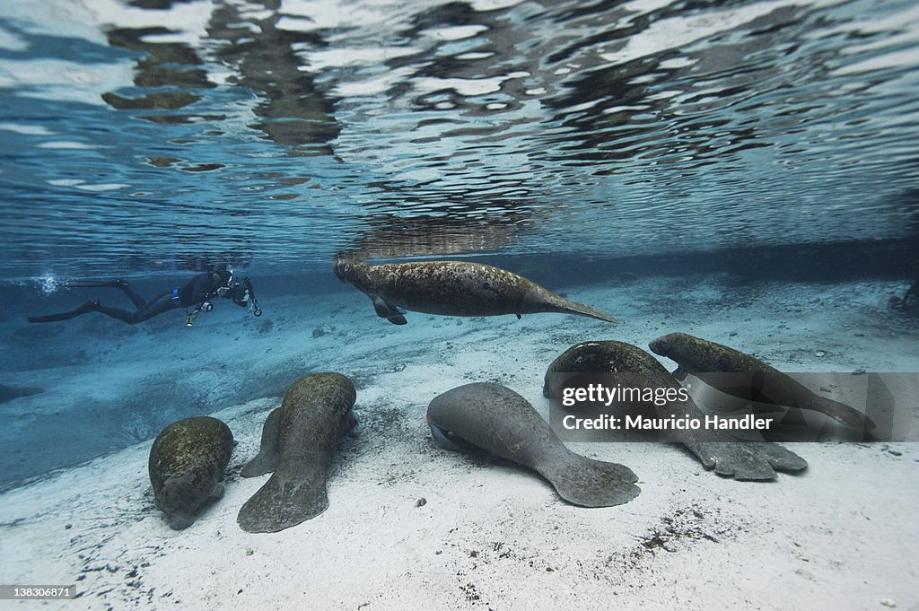 A photographer approaches a group of sleeping manatees.