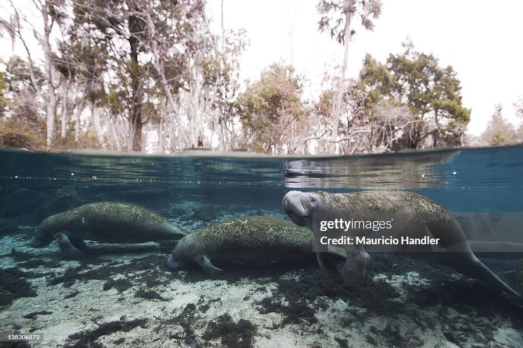 A manatee surfaces for a breath of air before sinking back to sleep.