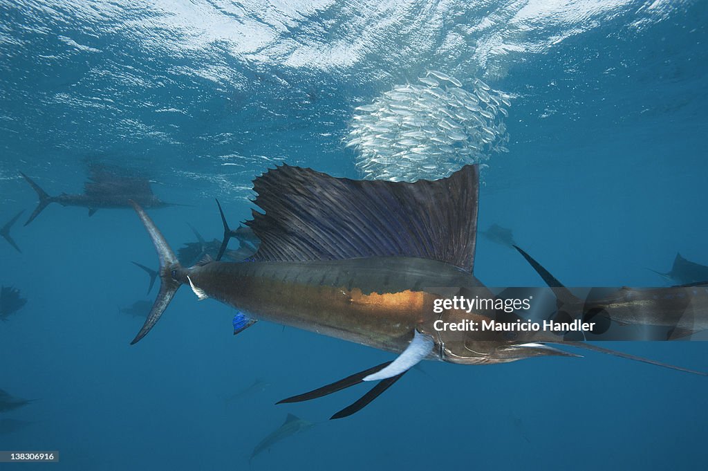 Atlantic sailfish attack and surround a baitball of sardines.