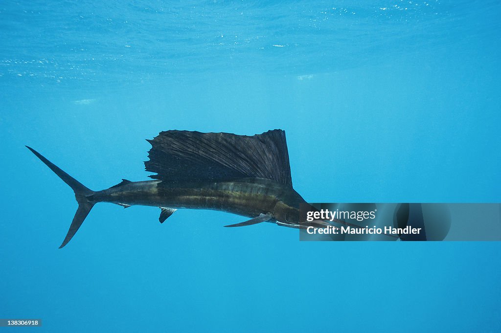 A portrait of an Atlantic sailfish.