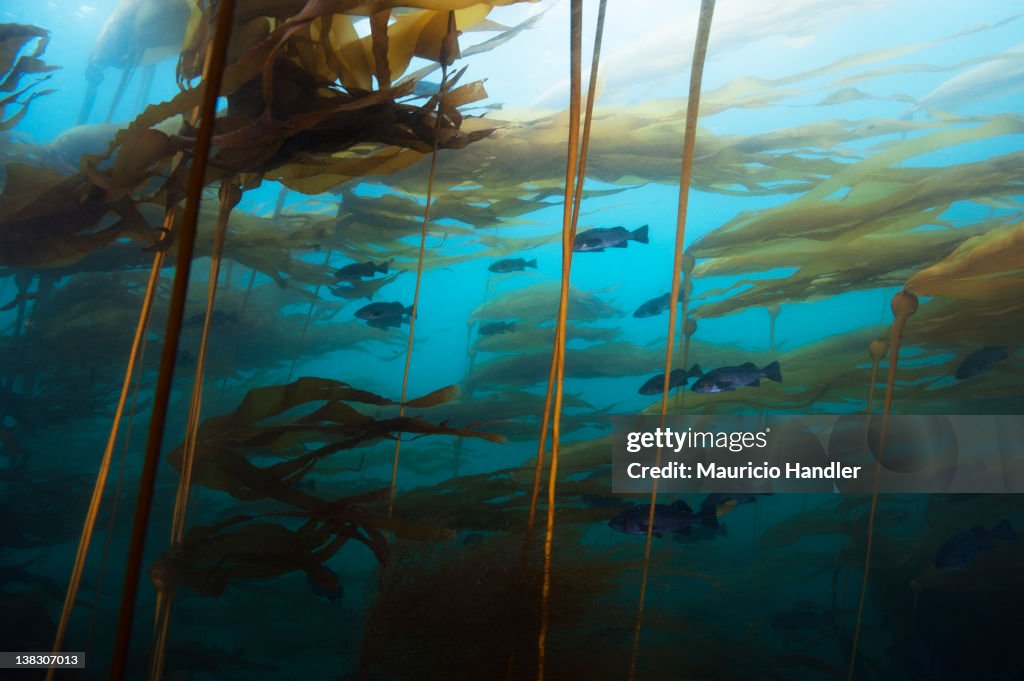 Black rockfish hover in a current within a forest of bull kelp.