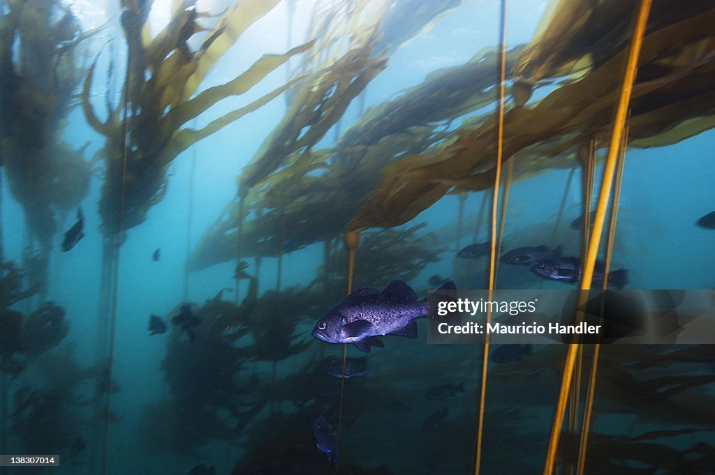Black rockfish hover in a strong current in a forest of bull kelp.