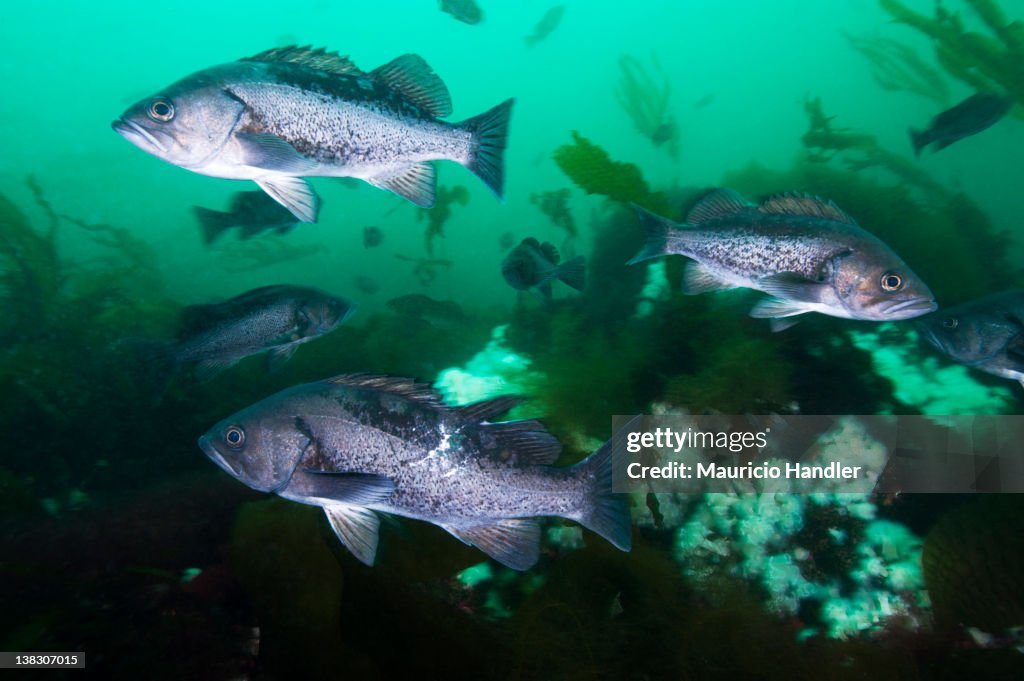 Black rockfish hover in a strong current in a forest of bull kelp.