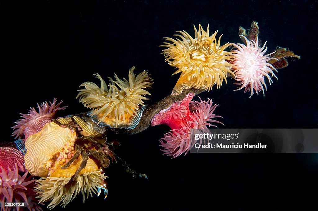 Brooding anemone and a crab cling to the end of a bull kelp stem.