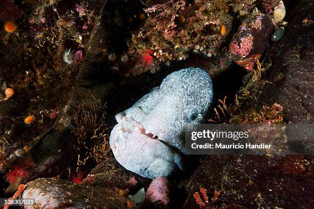 a wolf eel pokes its head out of its burrow. - wolf eel stock pictures, royalty-free photos & images