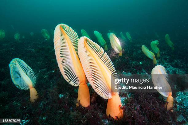 a field of primitive sea pens cover the bottom of a bay. - sea pen stock pictures, royalty-free photos & images