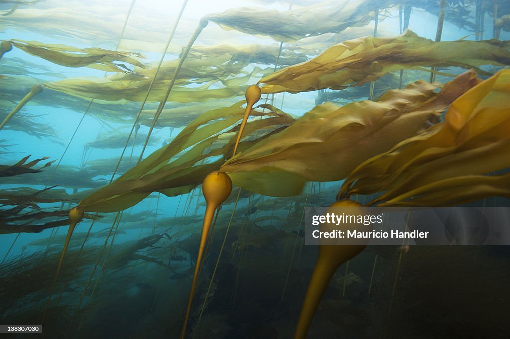A bull kelp forest in a strong current.
