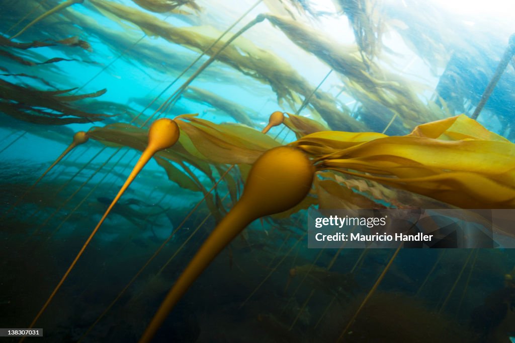 A bull kelp forest in a strong current.