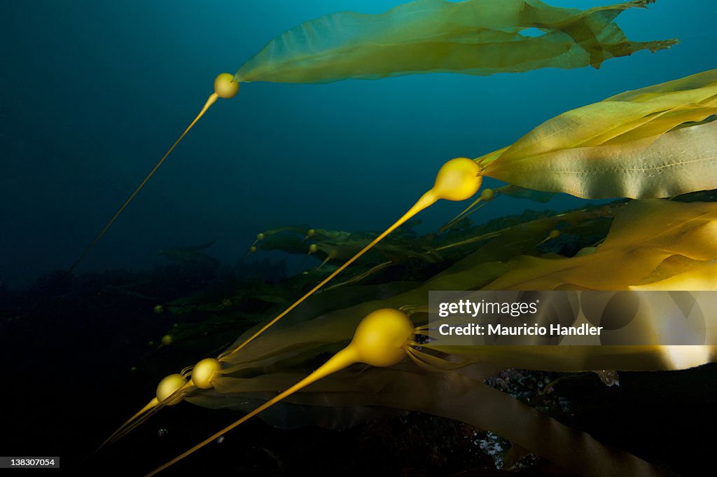 Bull kelp in a strong current.