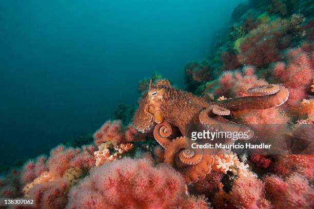 a pacific giant octopus crawls over a colorful anemone filled bottom. - giant octopus stock pictures, royalty-free photos & images