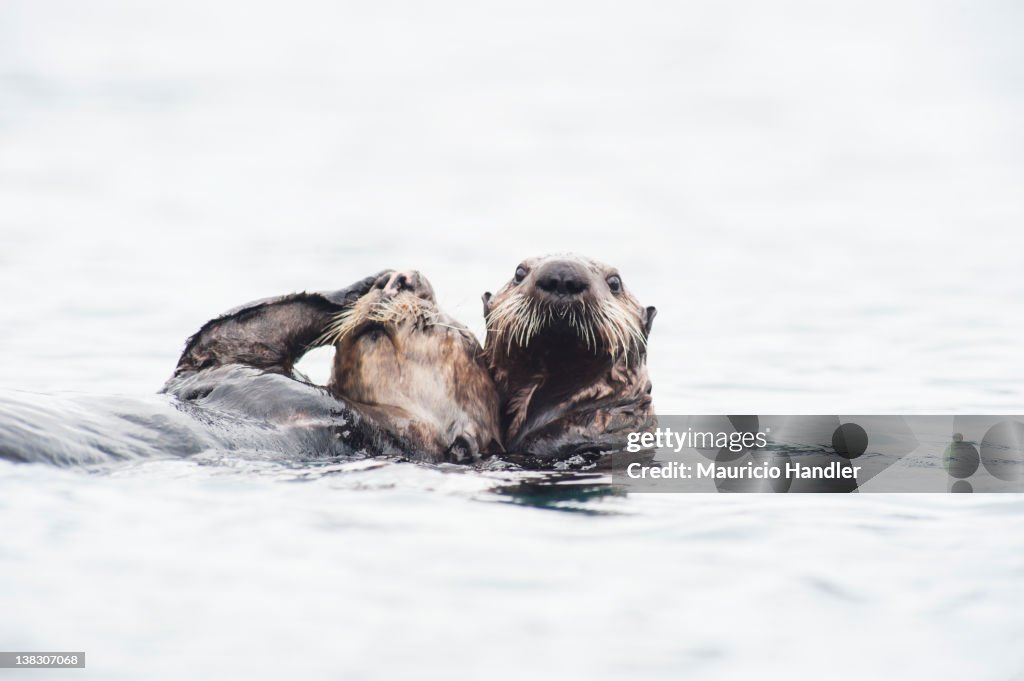 A sea otter mother and son, lolling in the ocean.