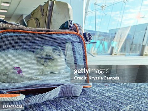 Cat Inside Transporter Waits to Travel in an Airport Lounge Cat Inside Transporter Waits to Travel in an Airport Lounge