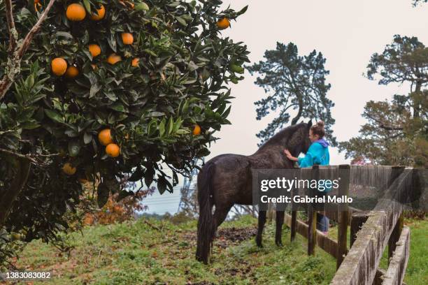 woman looking after horse in the ranch - waikato region stock pictures, royalty-free photos & images