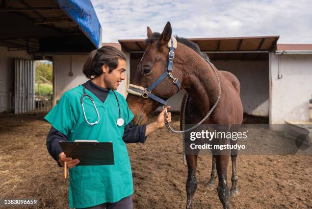 beau jeune vétérinaire passe un bon moment avec le cheval. - vétérinaire photos et images de collection