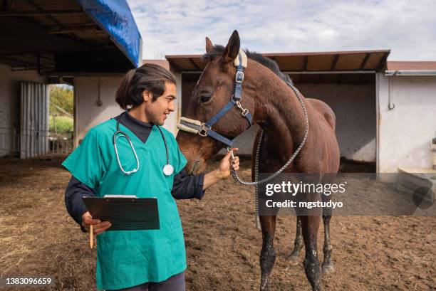 handsome young veterinarian is having a good time with the horse . - horse family stock pictures, royalty-free photos & images