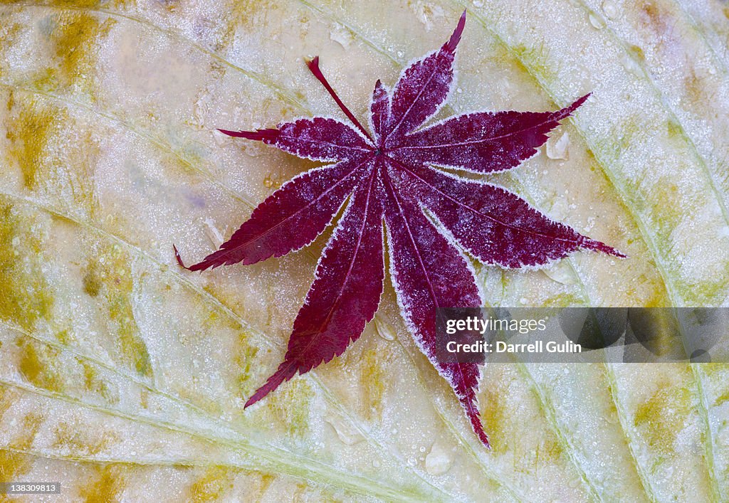 Frosted Japanese Maple leaf on Hosta late Fall