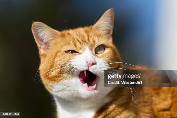 germany, bavaria, close up of angry european shorthair cat - rode kat stockfoto's en -beelden