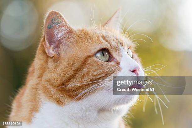 germany, bavaria, close up of ginger and white colour european shorthair cat - hijgen stockfoto's en -beelden