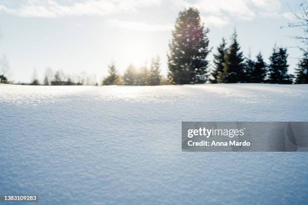 snow in the foreground and trees in the background - snow branch stock pictures, royalty-free photos & images